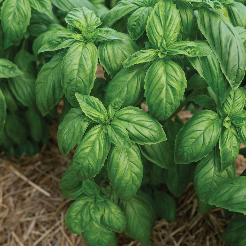 Mia Prospera® Active DMR Genovese Basil