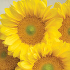 ProCut® Yellow Lite Tall Sunflowers