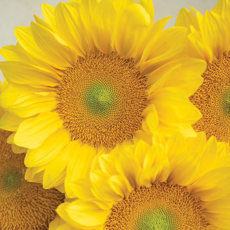 ProCut® Yellow Lite Tall Sunflowers