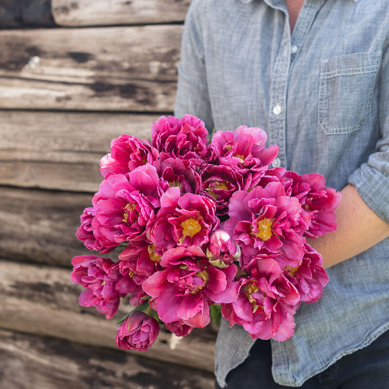 Margarita Margarita Tulips