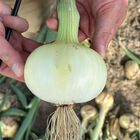 Vidora Full-Size Onions