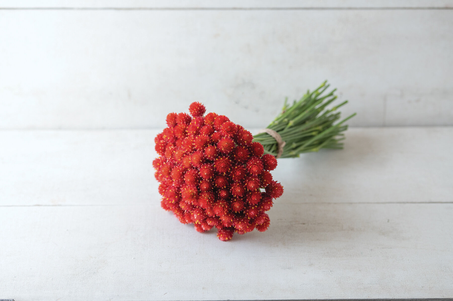 Strawberry Fields - Gomphrena Seed | Johnny's Selected Seeds