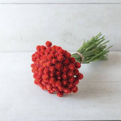 Strawberry Fields Gomphrena (Globe Amaranth)