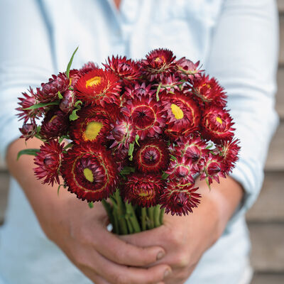 Strawflower Seed, Helichrysum Mixed Peach and Apricot Shades