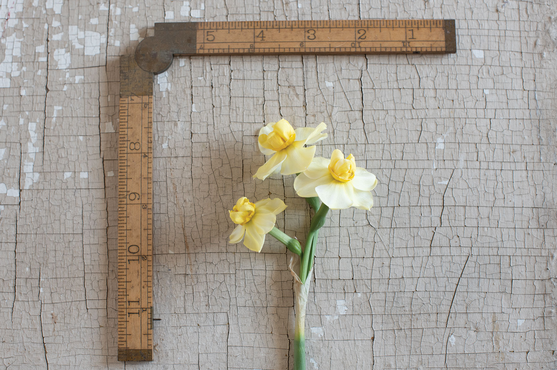 Yellow Cheerfulness Narcissus