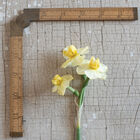 Yellow Cheerfulness Narcissus