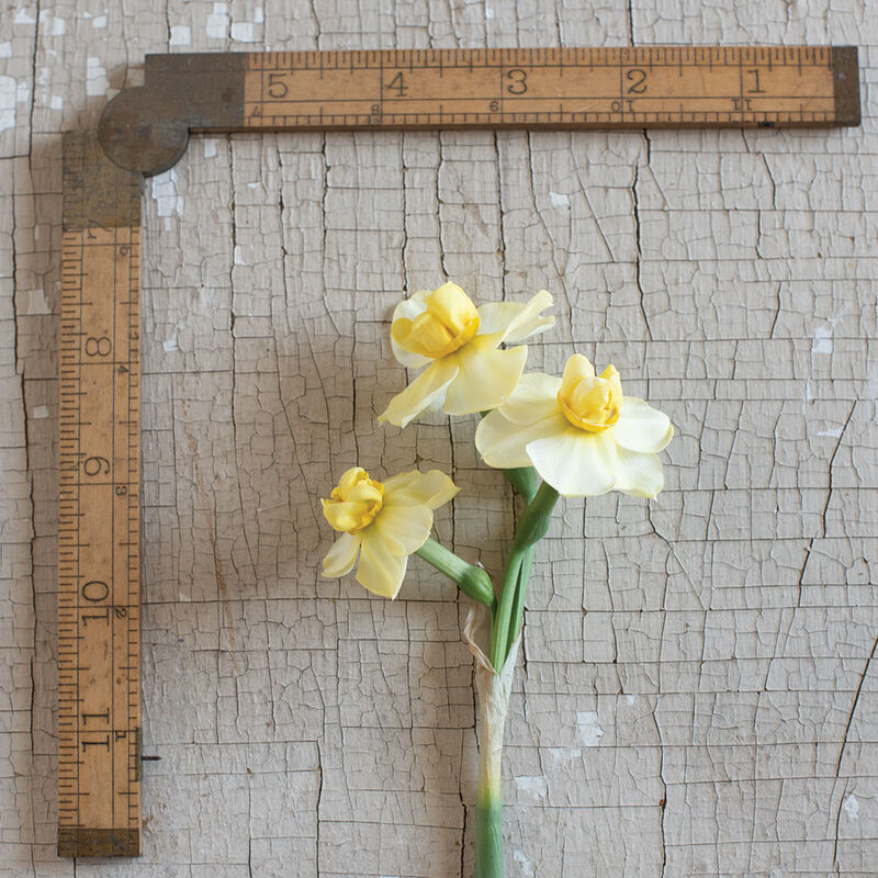 Yellow Cheerfulness Narcissus