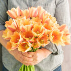 Apricot Foxx Tulips