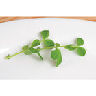 Field Peas (Maxum) Field Peas (Maxum) Field Peas