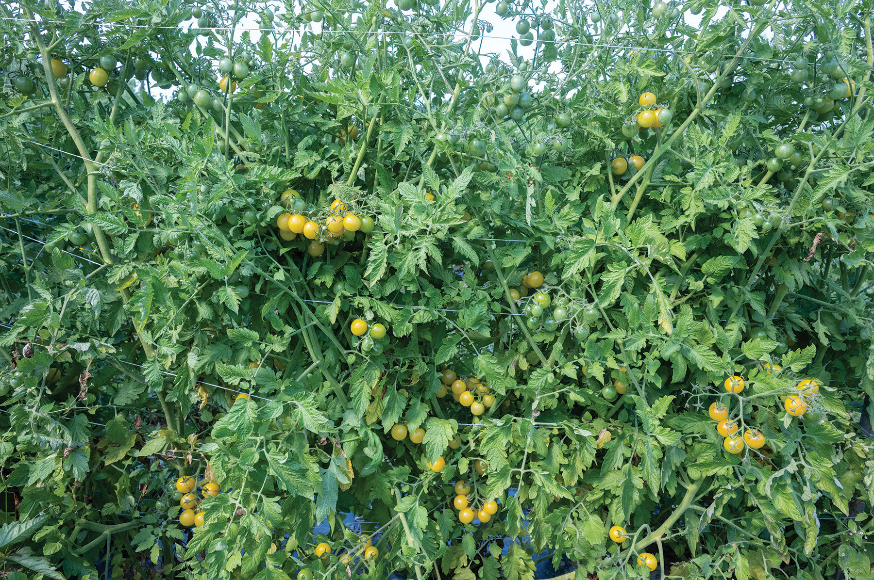 White Cherry Cherry Tomatoes
