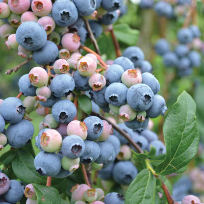 Bluecrop Blueberry