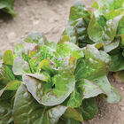 Cegolaine Bibb Lettuce