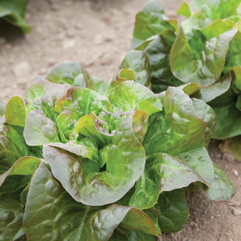 Cegolaine Bibb Lettuce