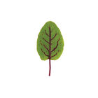 Red Veined Sorrel Sorrel