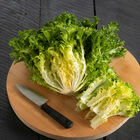 Curlesi Endive