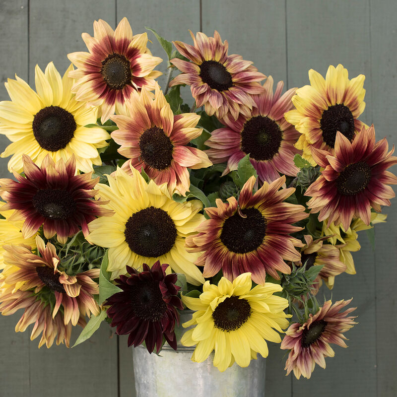 Strawberry Lemonade Mix Tall Sunflowers