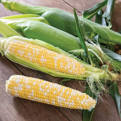 Solstice Sweet Corn