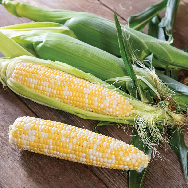 Solstice Solstice Sweet Corn