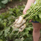 Mini Mak Daikon Radishes