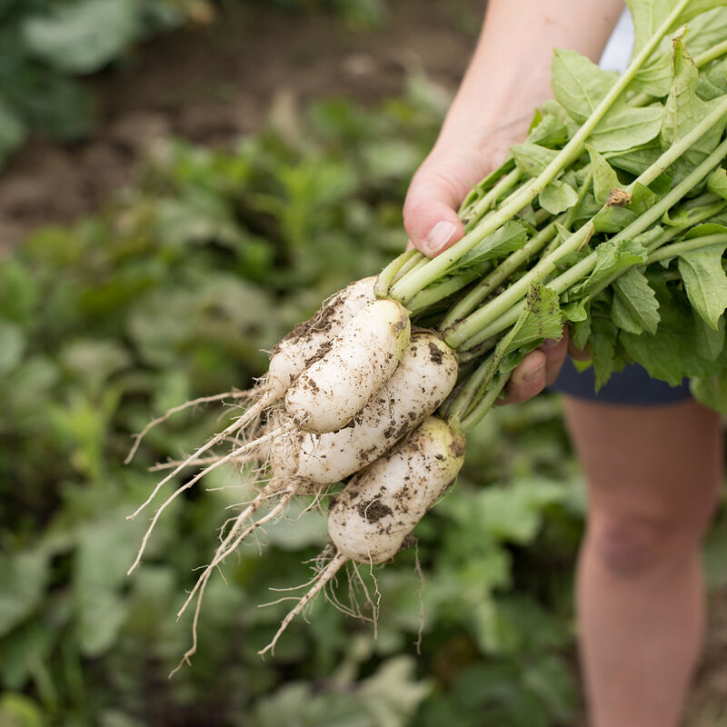 Mini Mak Daikon Radishes