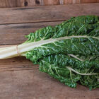 Silverado Swiss Chard