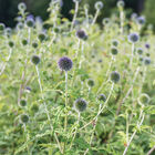 Ritro Echinops (Globe Thistle)