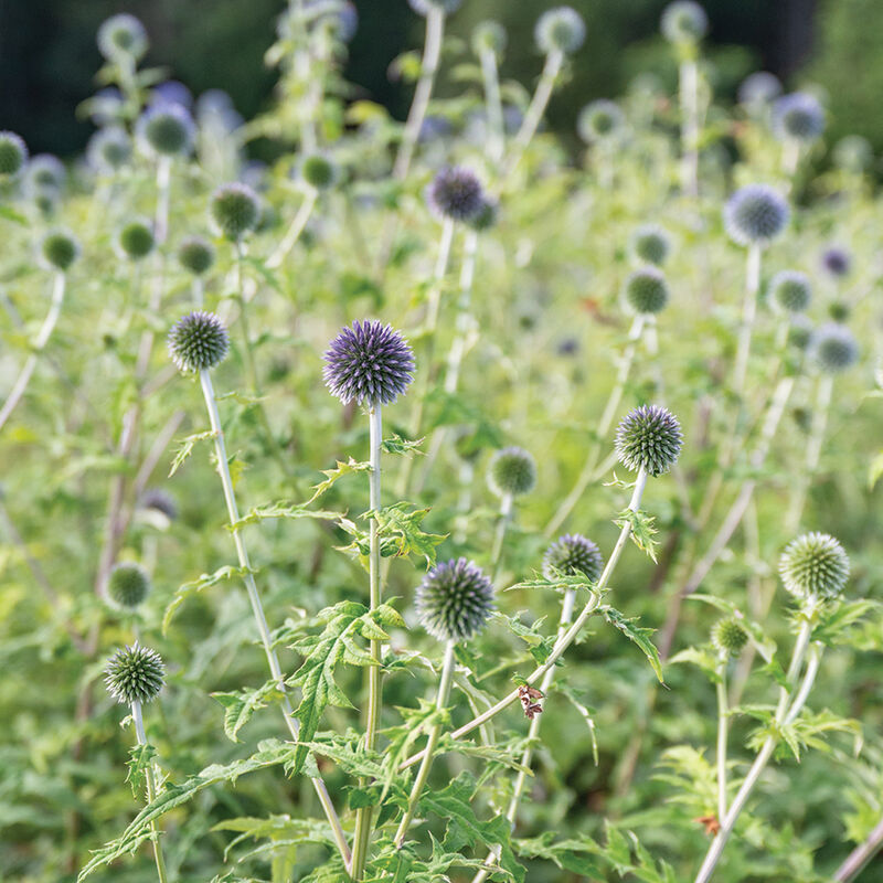 Ritro Echinops (Globe Thistle)