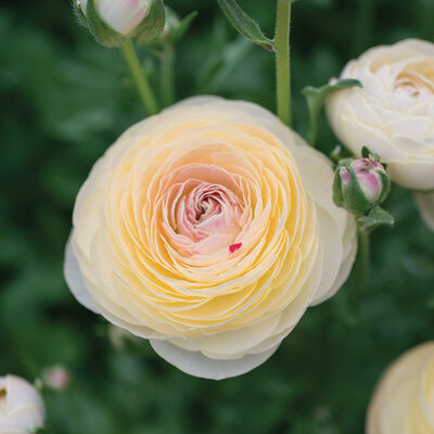 Romance™ Hydra® Ranunculus