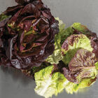 Salanova® Red Gem Salanova® Lettuce