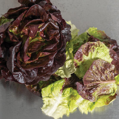 Salanova® Red Gem Salanova® Lettuce