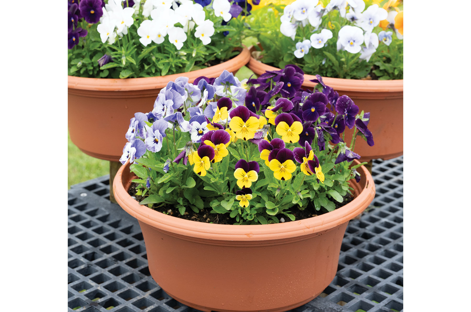 Sorbet Formula Mix Viola (Pansy)