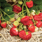 AC Valley Sunset – Spring-Planted Strawberry Bare-Root Plants