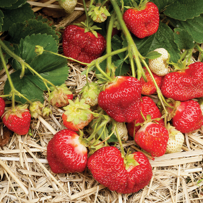 AC Valley Sunset – Spring-Planted Strawberry Bare-Root Plants