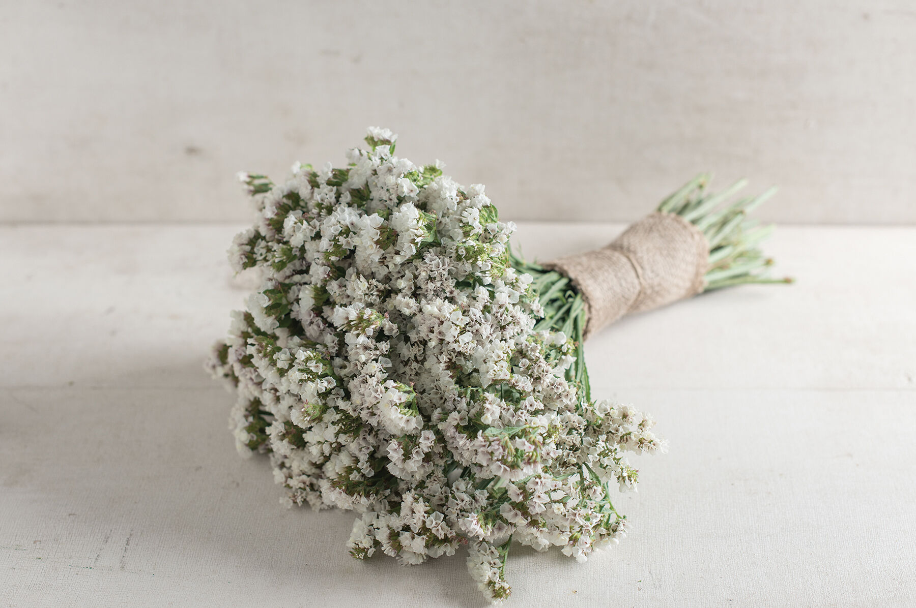 Seeker White - Statice Seed | Johnny's Selected Seeds