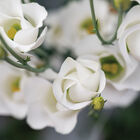 Solo&reg; White Lisianthus