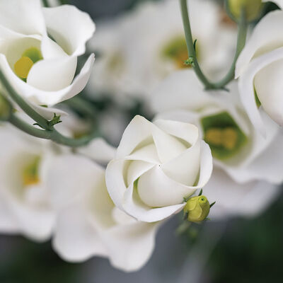 Solo&reg; White Lisianthus