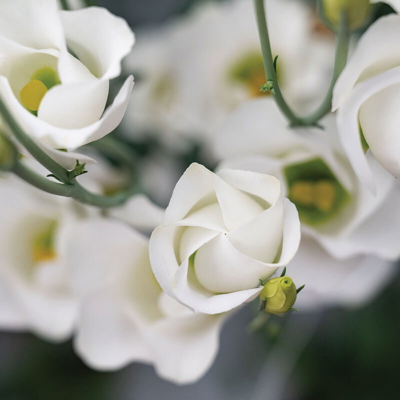 Solo&reg; White Lisianthus