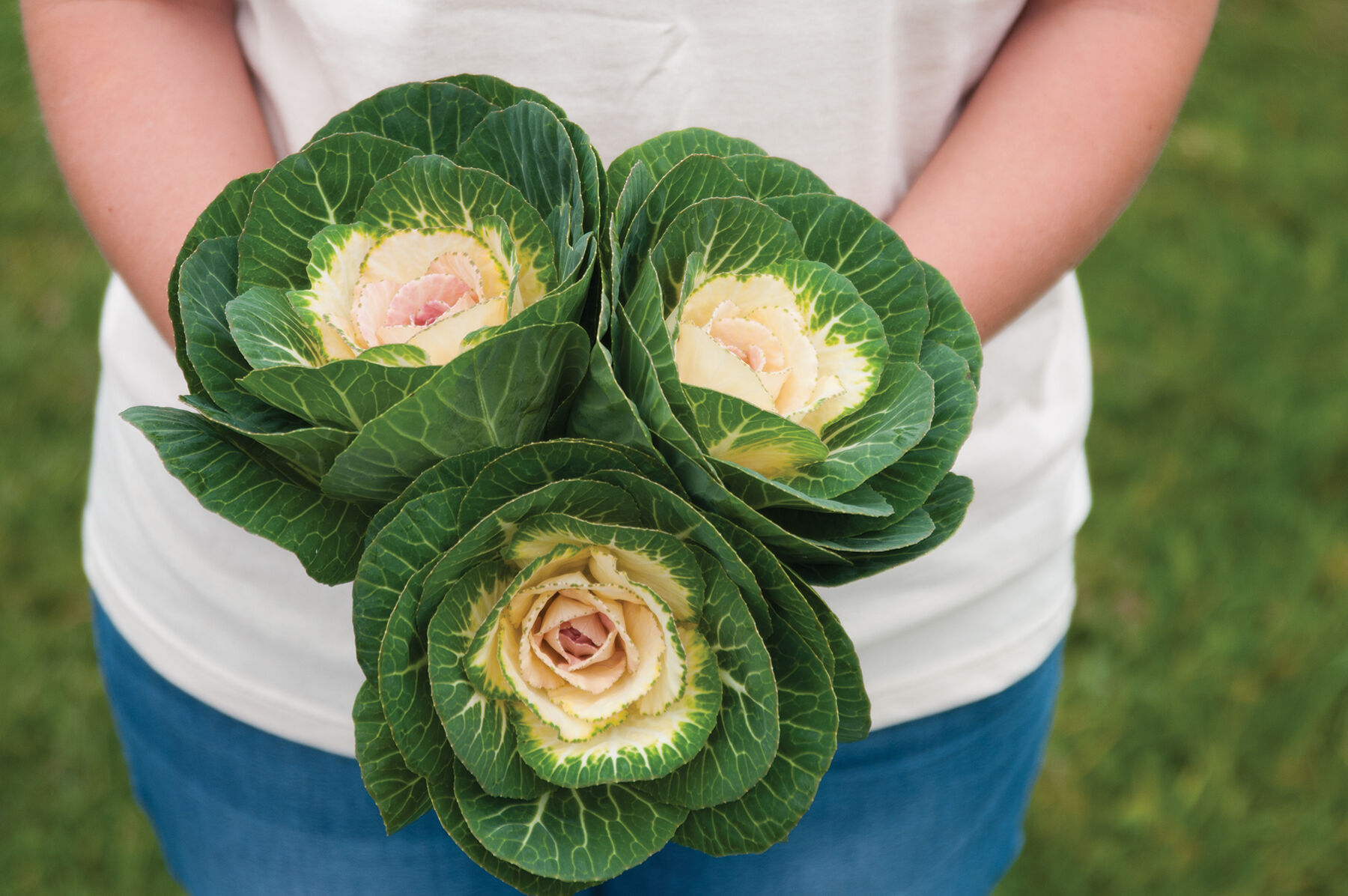 Crane White Kale, Ornamental