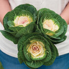 Crane White Crane White Kale, Ornamental
