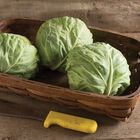 Tiara Fresh Market Cabbage