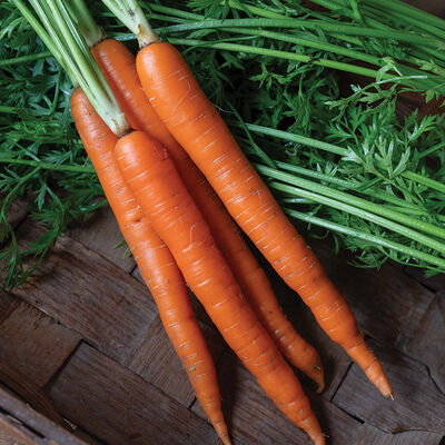 Orange Fancy Early Carrots