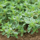 Creeping Thyme