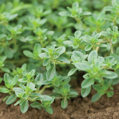 Creeping Thyme