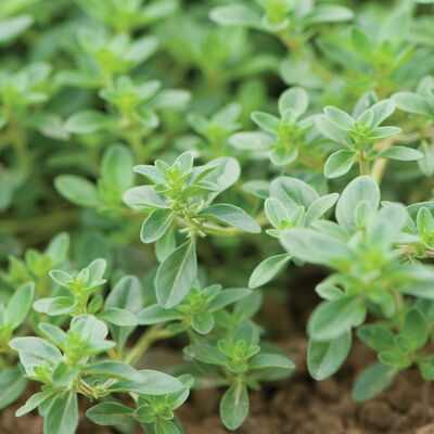 Creeping Thyme