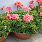 Maverick™ Salmon Geranium (Pelargonium)