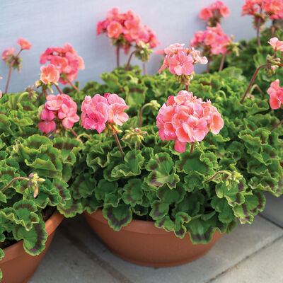 Maverick™ Salmon Geranium (Pelargonium)