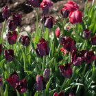 Black Parrot Tulips