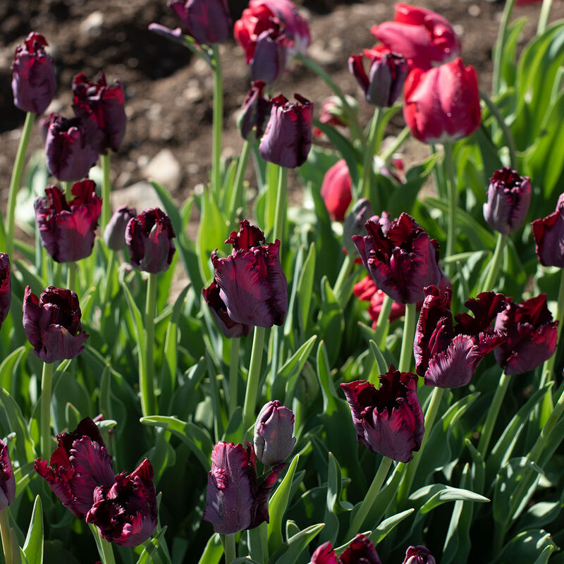 Black Parrot Tulips