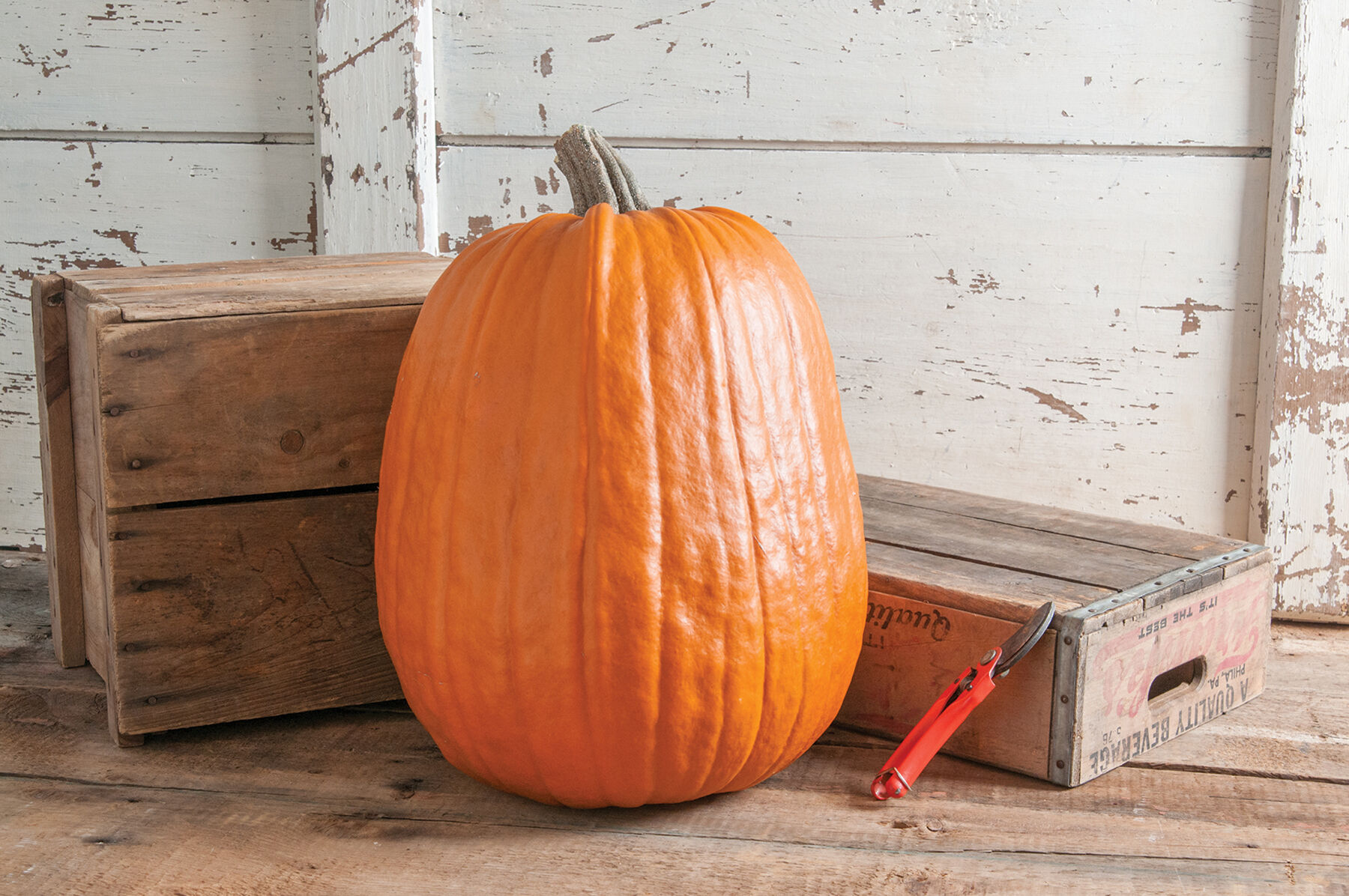 Early Giant - (F1) Pumpkin Seed | Johnny's Selected Seeds