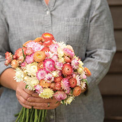 Seashells Mix Strawflower